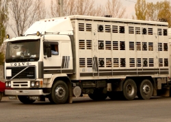 RO-Volvo-F12-weiss-Vorechovsky-150408-03