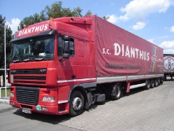 DAF-XF-95480-Dianthus-Tamas-Halasz-300607-01-RO